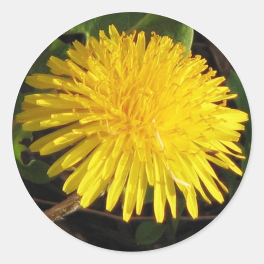 Sticker Rond Joli Dandelion (Devant)