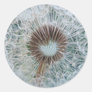 Sticker Rond Joli Dandelion blanc