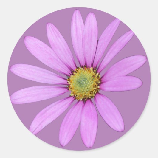 Sticker Rond Joli en Pink Cape Daisies Design (Devant)