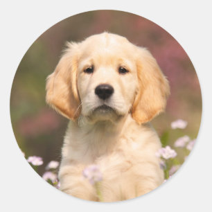 Sticker Rond Joli Golden Retriever Chien Chiot Chiot Visage Ani