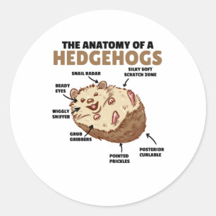 Sticker Rond Joli Hérisson Explication Anatomie D'Un Hérisson