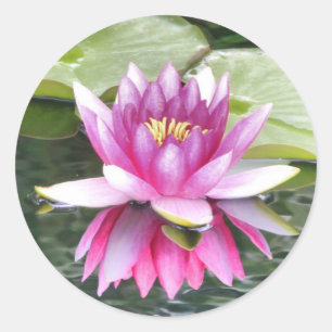 Sticker Rond Joli Lotus Rose reflété
