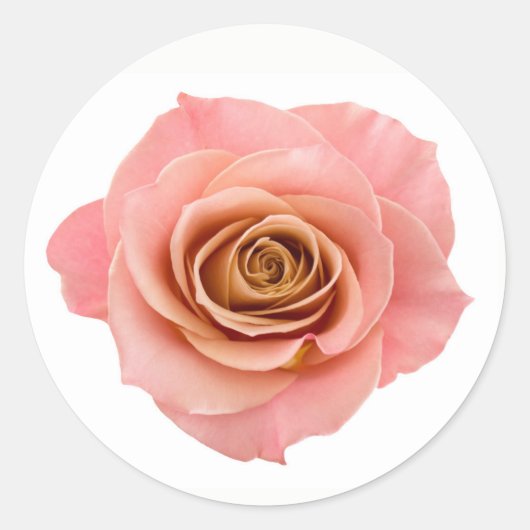 Sticker Rond Joli rose Peach Rose Flower (Devant)