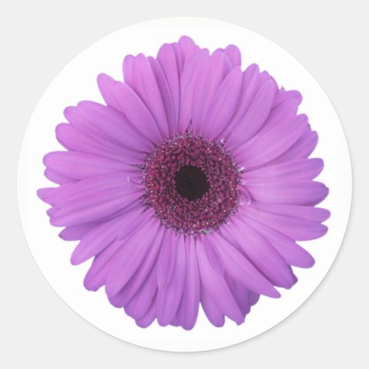 Sticker Rond Joli violet photographique Gerbera Daisy Flower (Devant)