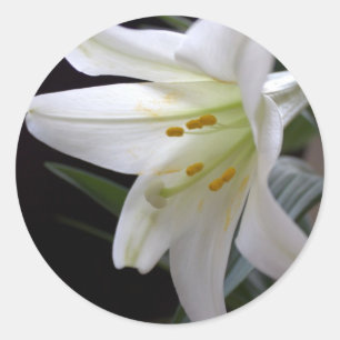 Sticker Rond Jolie fleur de lys de Pâques blanche pure sur fond