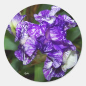 Sticker Rond Jolie fleur d'iris pourpre (Devant)