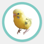 Sticker Rond Jolie Parakeet Jaune Amical Animaux de compagnie P (Devant)