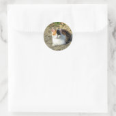 Sticker Rond Jolie photo de chat Calico (Sac)