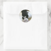Sticker Rond Jolie photo de chatons noirs et blancs (Sac)