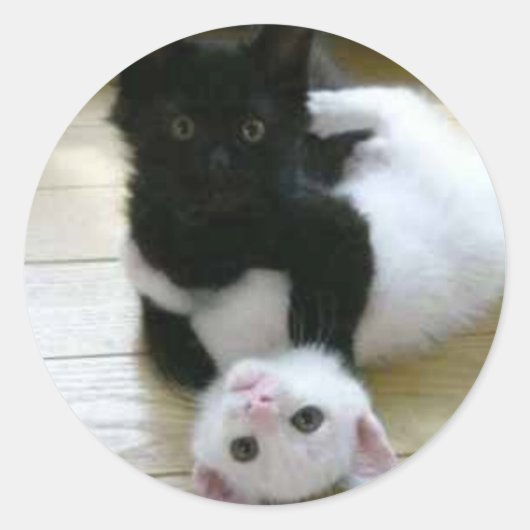 Sticker Rond Jolie photo de chatons noirs et blancs (Devant)