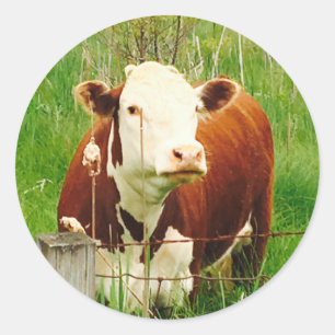 Sticker Rond Jolie vache coudée 4Carla