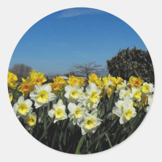 Sticker Rond jonquilles au printemps