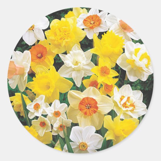 Sticker Rond Jonquilles Signe du Printemps Enveloppe Joint Auto (Devant)