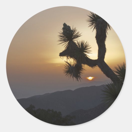 Sticker Rond Joshua Tree au coucher du soleil (Devant)