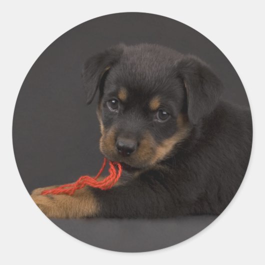 Sticker Rond Jouer au chiot 5 (Devant)