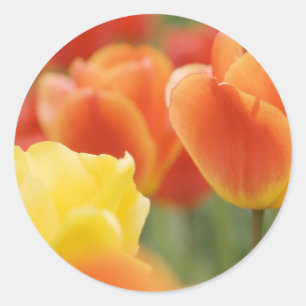 Sticker Rond Joyeuses Tulipes de Pâques