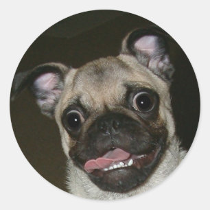 Sticker Rond Joyeux Carlin