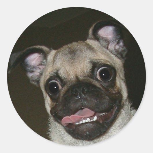 Sticker Rond Joyeux Carlin (Devant)
