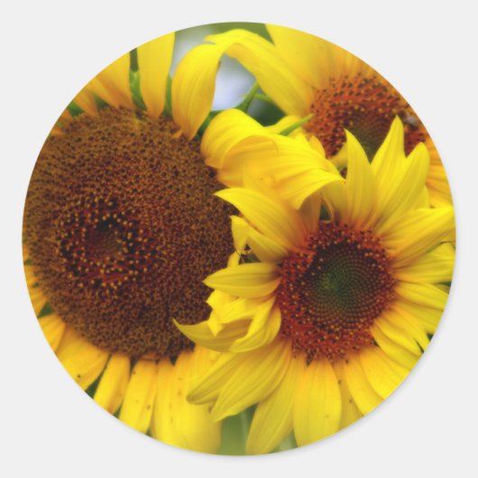 Sticker Rond Joyeux tournesols (Devant)