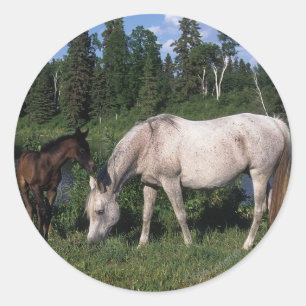 Sticker Rond Jument et poulain arabes 2
