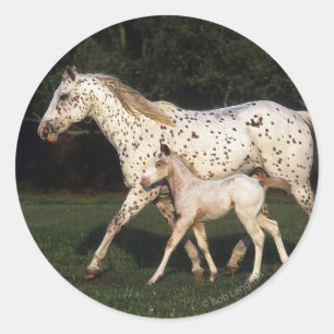 Sticker Rond Jument et poulain d'Appaloosa dans le domaine