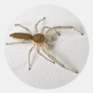 Sticker Rond Jumping Homme Brown Spider Series Articles corresp