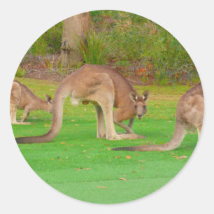 Sticker Rond kanga