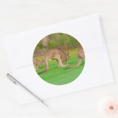 Sticker Rond kanga (Enveloppe)