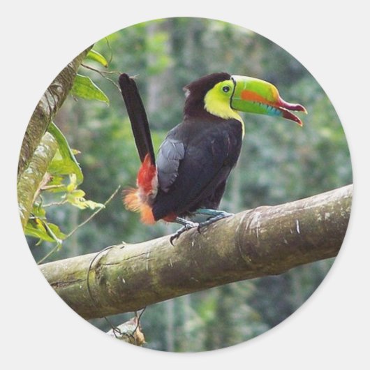 Sticker Rond Keel Billed Toucan (Devant)
