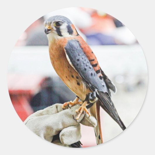 Sticker Rond Kestrel américain (Devant)