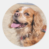 Sticker Rond King Charles Cavalier  (Devant)
