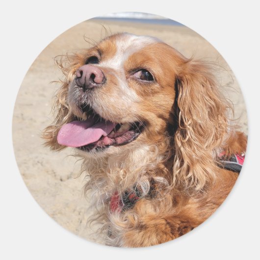 Sticker Rond King Charles Cavalier (Devant)