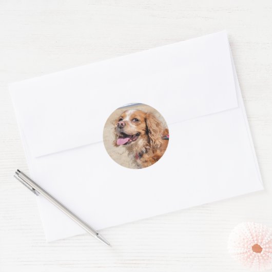 Sticker Rond King Charles Cavalier (Enveloppe)