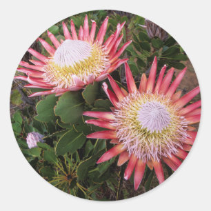 Sticker Rond King Protea, Helderberg