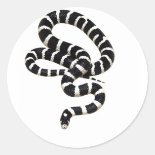 Sticker Rond King Snake de Junglewalk.com