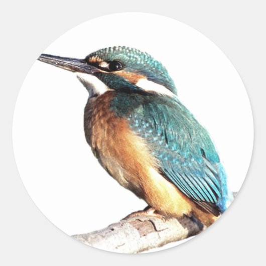 Sticker Rond "Kingfisher" (Devant)
