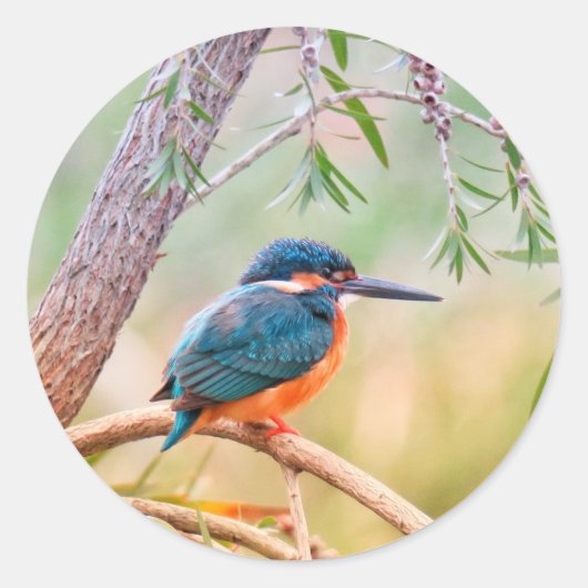 Sticker Rond Kingfisher Perché sur la branche (Devant)