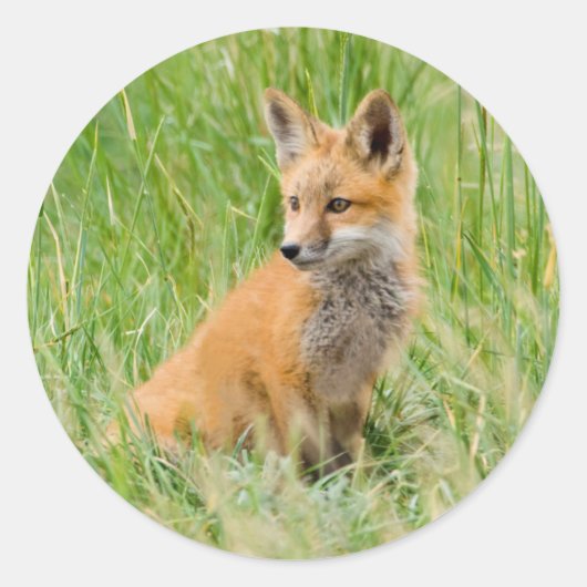 Sticker Rond Kit Renard rouge dans l'herbe près de la tanière (Devant)