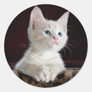 Sticker Rond Kitten blanc adorable avec yeux bleus et nez rose