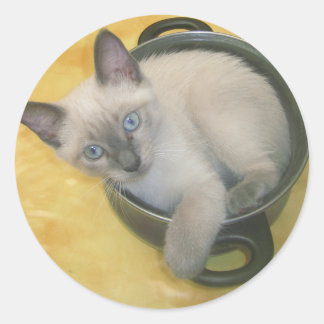 Sticker Rond Kitten Cacciatore