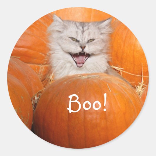 Sticker Rond Kitten en citrouille (Devant)