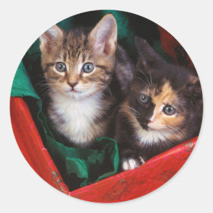 Sticker Rond Kittens de Noël