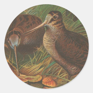 Sticker Rond Kiwi