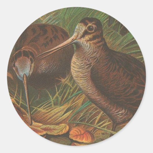 Sticker Rond Kiwi (Devant)