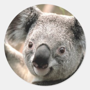 Sticker Rond Koala