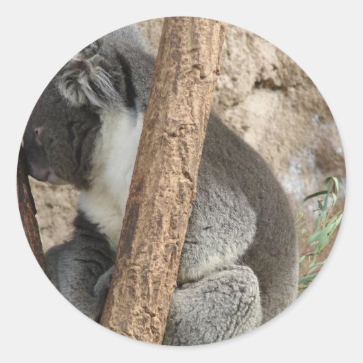 Sticker Rond Koala (Devant)