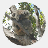 Sticker Rond Koala - Dormir (Devant)