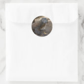 Sticker Rond Komodo Dragon Licking (Sac)
