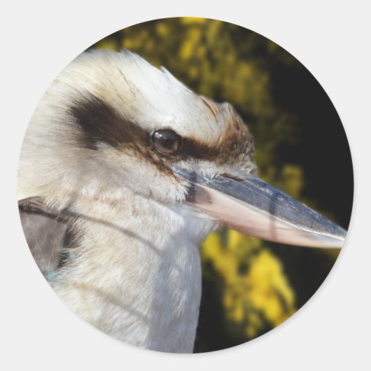 Sticker Rond Kookaburra, aile bleue australienne, (Devant)