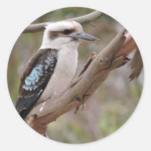 Sticker Rond Kookaburra dans les gencives -
